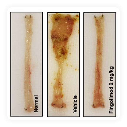DNBS-induced Colitis 모델 설명 이미지 1