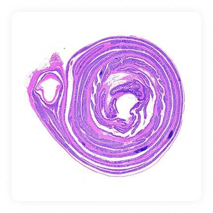 DSS-Induced Colitis 모델 설명 이미지 2